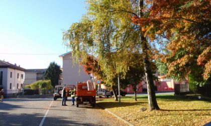 Cade da un albero: è grave volontario di Protezione civile