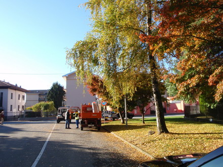 Cade da un albero: è grave volontario di Protezione civile