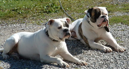 Spara e uccide i suoi due bulldog: lo avevano aggredito