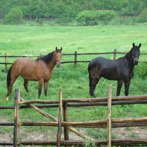 Colpita dal suo cavallo
