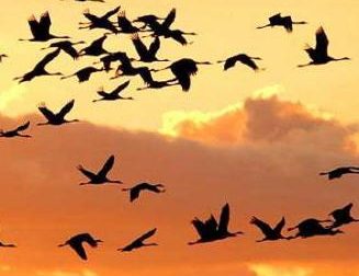 Conoscere gli uccelli migratori