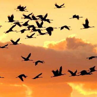 Conoscere gli uccelli migratori