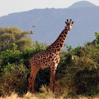 Proiezioni sul Kenya