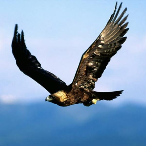 Spettacolo di falconeria