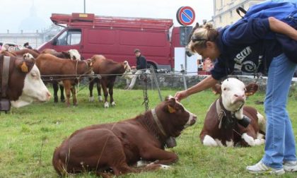 Agricoltura:<BR>Allevamenti e orti crescono