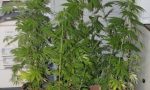 In casa una serra per coltivare la marijuana: arrestato a 42 anni dalla Polizia