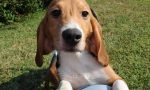 A Biella i beagle dell'allevamento lager <br> adesso cercano padrone