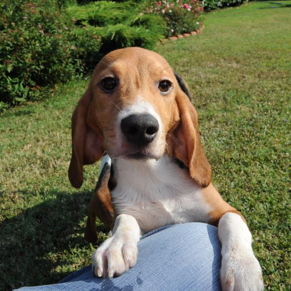 A Biella i beagle dell’allevamento lager <br> adesso cercano padrone