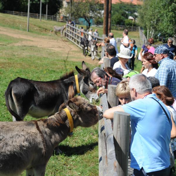 Il Covid blocca anche gli asinelli