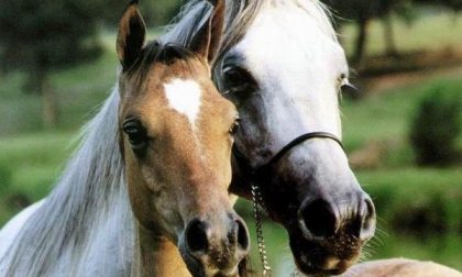 Passeggiata a cavallo