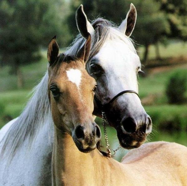 Passeggiata a cavallo