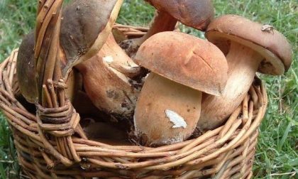 Funghi, stagione incerta