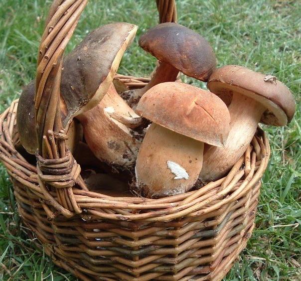 Funghi, stagione incerta