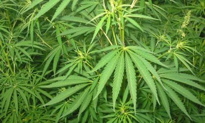 Aveva una piantagione di marijuana in casa: arrestato