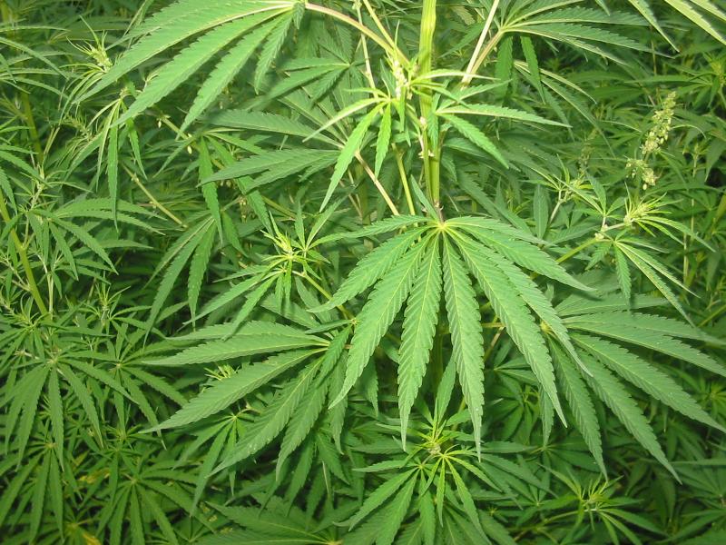 Aveva una piantagione di marijuana in casa: arrestato