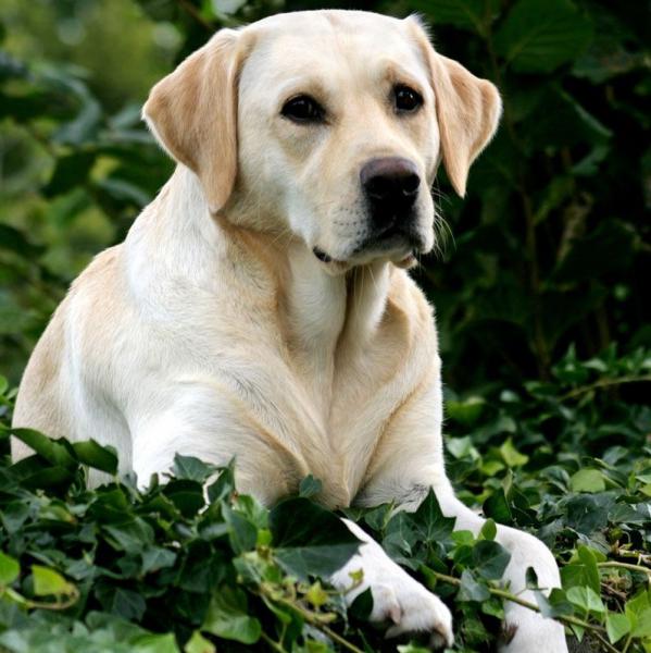 Cane morde un ciclista