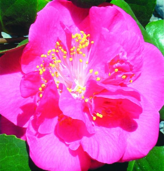 Non ci sono soldi: via i fiori biellesi dai mondiali di sci