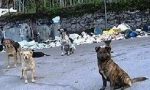 Campagna dell'Aspa per i cani randagi