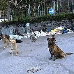 Campagna dell’Aspa per i cani randagi