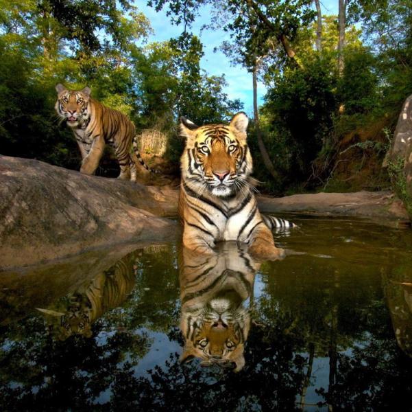 Torna “Selvatica – Natura in Festival”