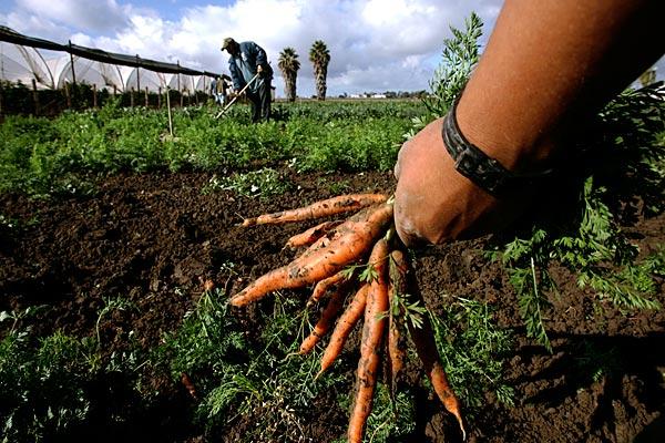 Dal Mali all’orto della solidarietà