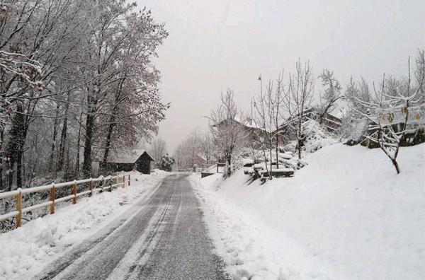 Prima neve, disastro piante cadute