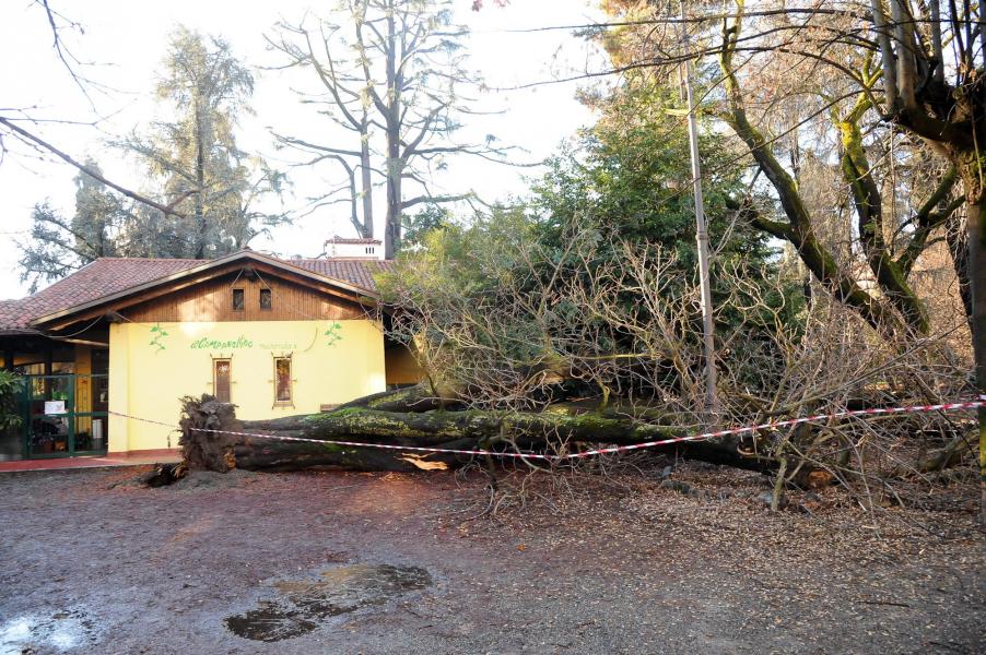 Cade un ippocastano, sfiorato un asilo