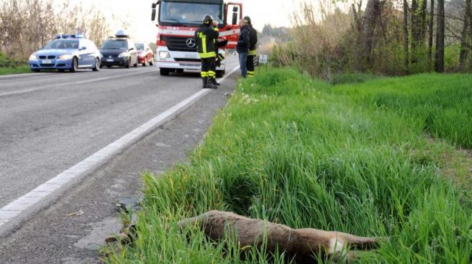 Quattro caprioli investiti in poche ore