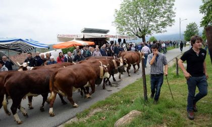 Fiera Del Bestiame Di Occhieppo Superiore