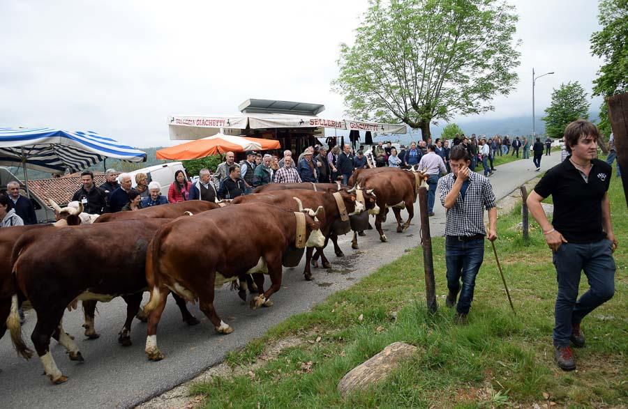 Fiera Del Bestiame Di Occhieppo Superiore