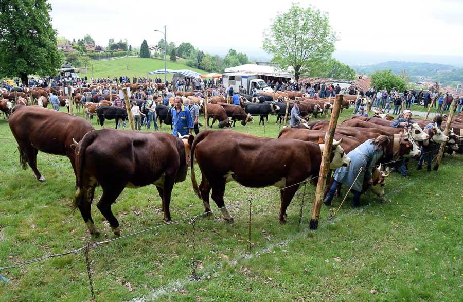 Fiera Del Bestiame Di Occhieppo Superiore