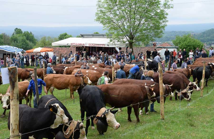 Fiera Del Bestiame Di Occhieppo Superiore