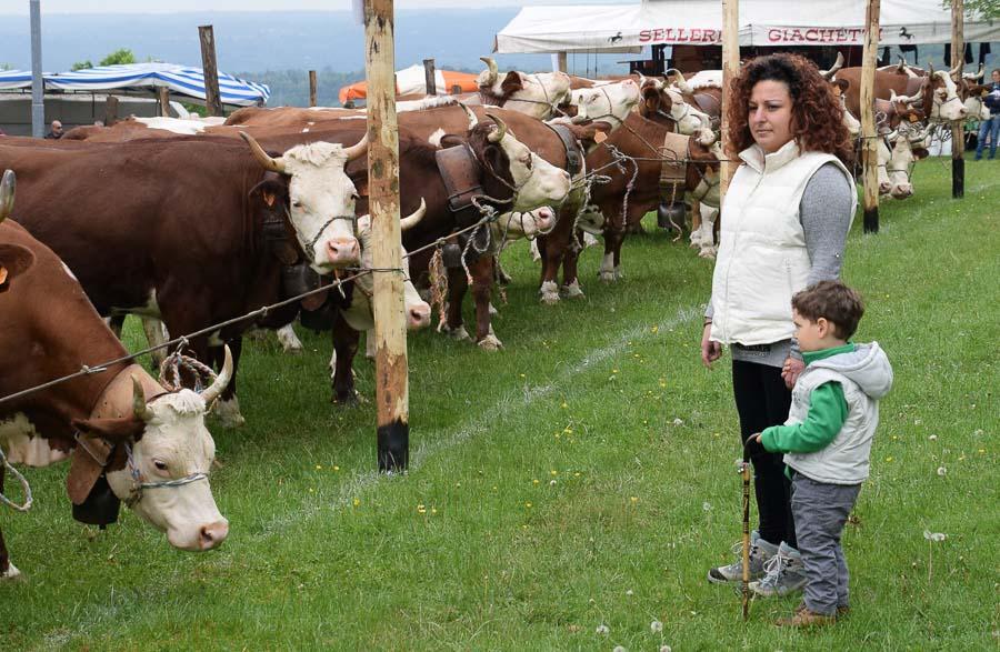 Fiera Del Bestiame Di Occhieppo Superiore