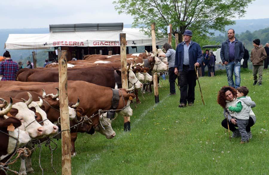 Fiera Del Bestiame Di Occhieppo Superiore