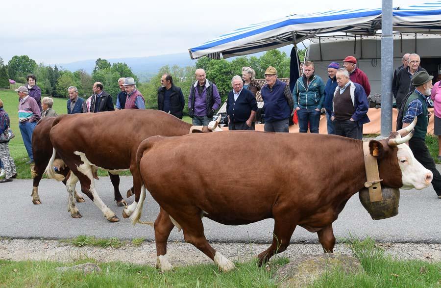 Fiera Del Bestiame Di Occhieppo Superiore