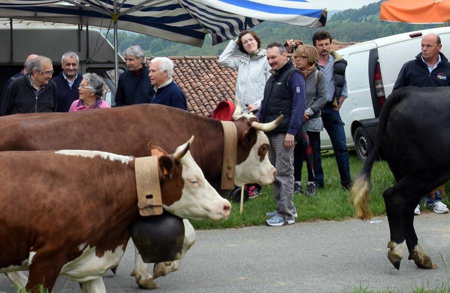 Fiera Del Bestiame Di Occhieppo Superiore