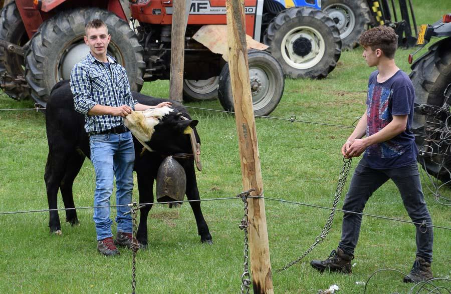 Fiera Del Bestiame Di Occhieppo Superiore