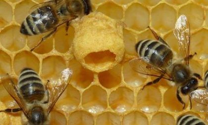Prodotte le prime api autoctone biellesi