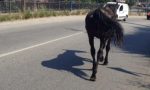 Cavallo in strada, traffico in tilt