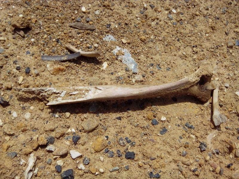 Ossa umane fuori dalle tombe al cimitero