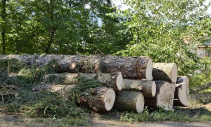 "Quegli alberi andavano tagliati"