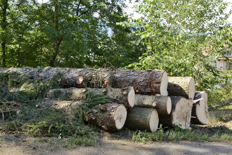 “Quegli alberi andavano tagliati”