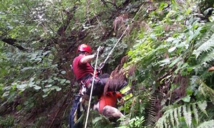 Cane salvato dai pompieri al Gorgomoro