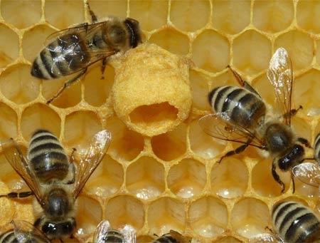 Apicoltori e Simetica aiutano i disoccupati