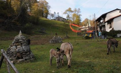 Giallo a San Paolo Cervo: 43 bestie sterminate