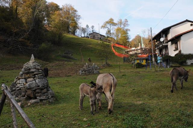 Giallo a San Paolo Cervo: 43 bestie sterminate