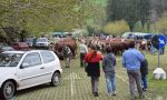 Festa Della Pezzata Rossa A Pollone