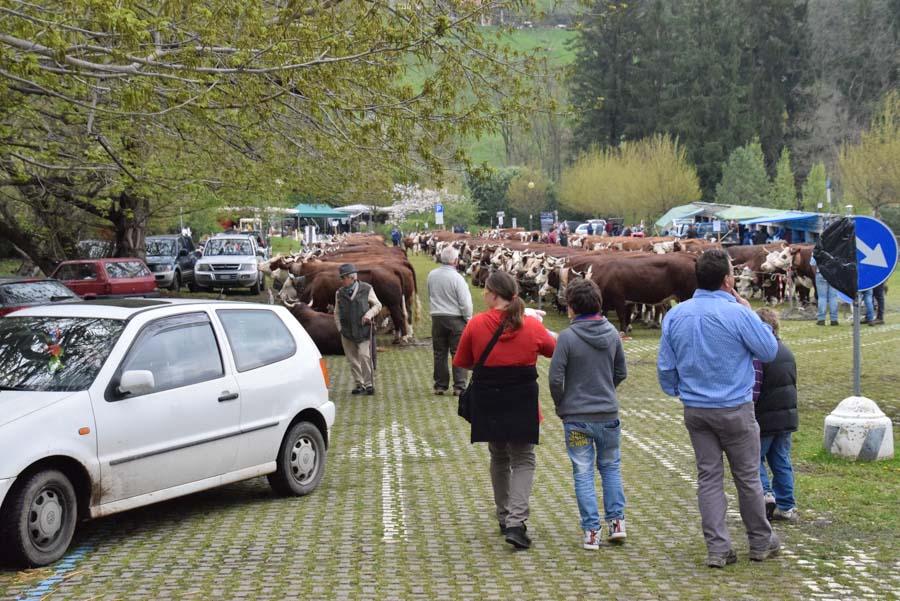 Festa Della Pezzata Rossa A Pollone