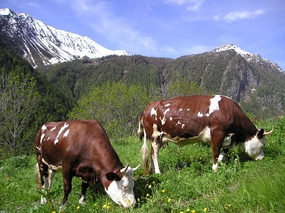 Torna la festa del bestiame
