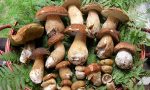 Funghi, no dell’Uncem alle nuove regole